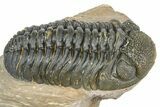 Detailed Phacopid (Morocops) Trilobite - Foum Zguid, Morocco #363136-3